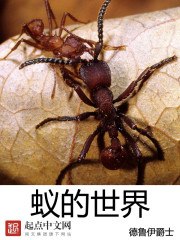 蚁的世界 封面
